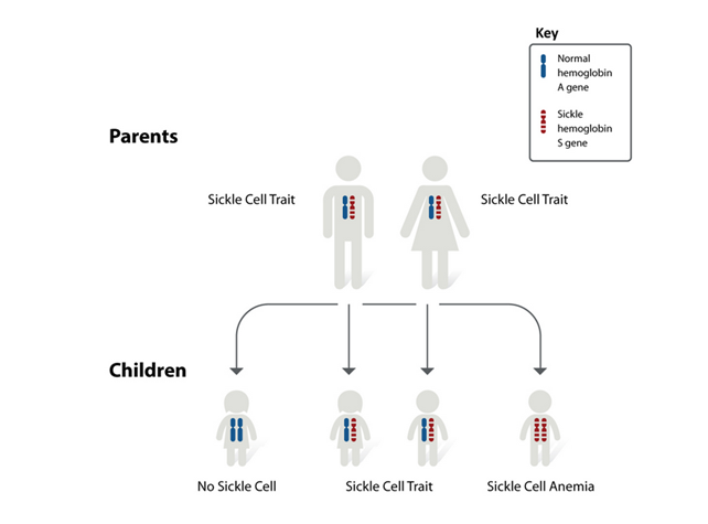 Sickle Cell Disease (SCD) | OPFORD